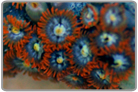 Yellow Eye Flame Skirt Zoanthids